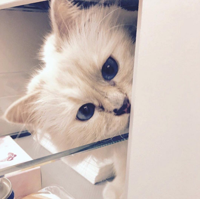 Choupette Turns 7 With A Tell-All Instagram Rant | British Vogue