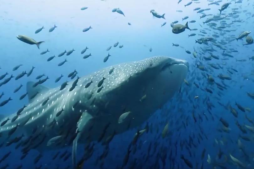 David Attenborough's Blue Planet 2 Trailer  British Vogue