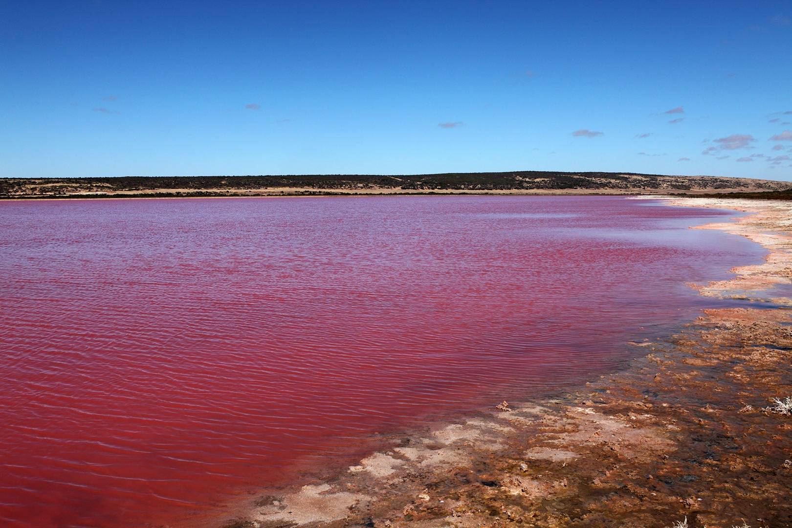 Красные озера где. Розовое озеро Тольятти. Розовое озеро Алексеевка. Розовый водоем. Цветение водоемов розовое озеро.
