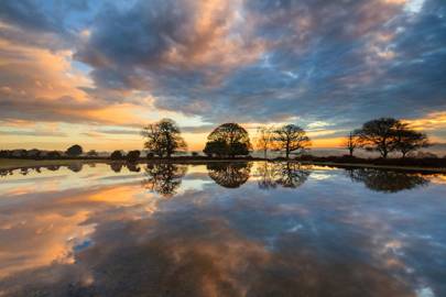 New Forest