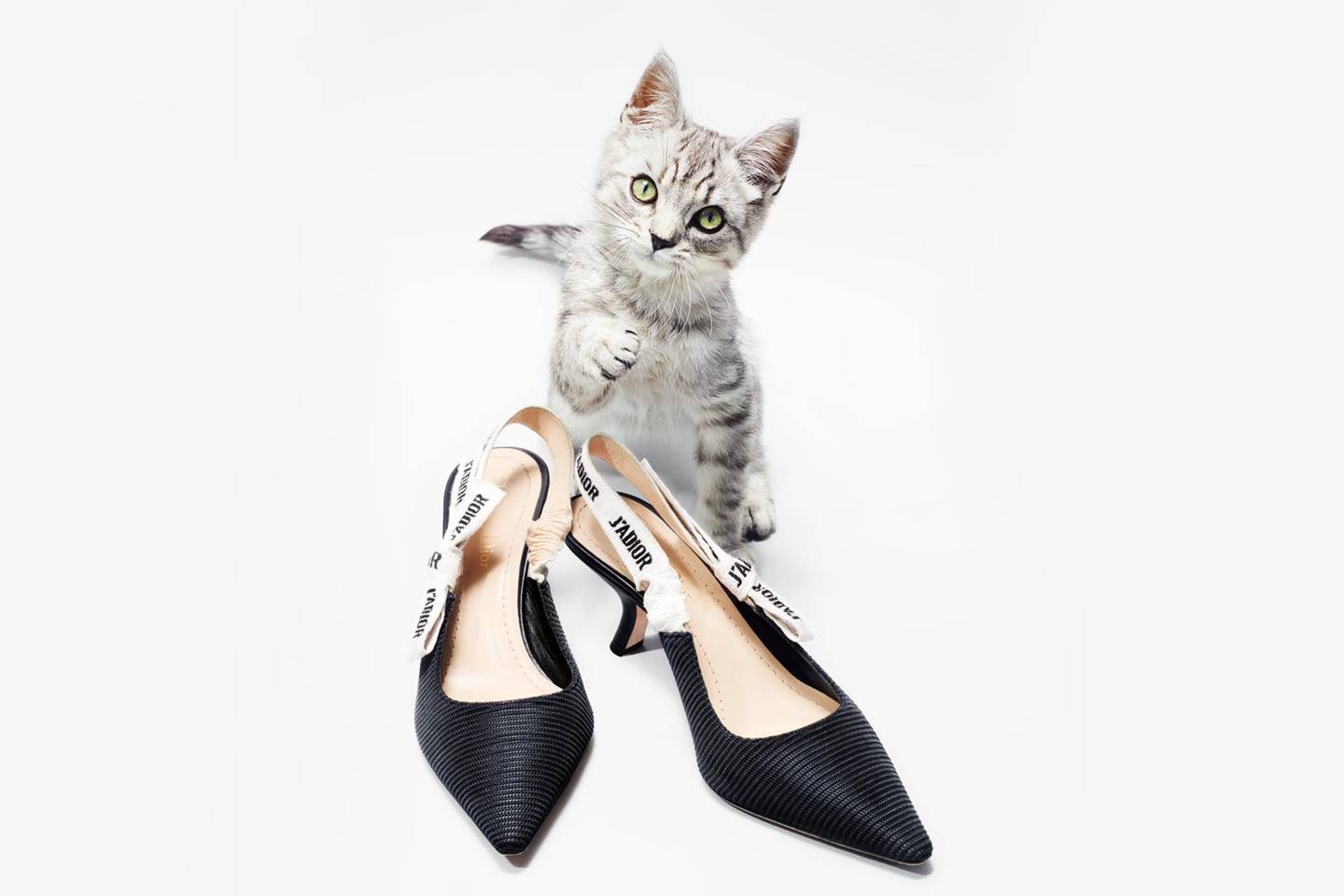 cat in high heels